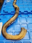2005 03-07 Ktm 525 Exhaust Manifold Header 450EXC. Fixed Price $130.32.